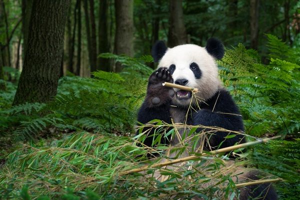 1972（昭和47）年11月5日】上野動物園でパンダ一般公開開始 | トウシル 楽天証券の投資情報メディア